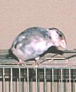 リンクーをお嫁にもらうはずがお互い緊張してしまったケンシロウ。今だ1羽暮らし