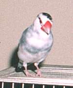 やさしいなり
