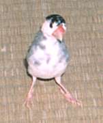 もしかしたらリンクーをお嫁にもらうかもしれないシオンでしたがとんびに油揚げ・・・。リンクーはダイのお嫁さんに。寂しい1羽暮らしです。